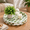 Pistachio Green-Round, variant on 12.6" Decorative Capiz Shell Round Tray For Coffee Table