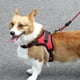 thumbnail image 2 of Pet Dog Leash Traction Chest Arnés Arrastre A prueba de explosiones Red-s Aespa oso de fresa Electrónica, 2 of 3