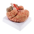thumbnail image 1 of Modelo de cerebro humano, herramienta educativa anatómicamente precisa, ayuda didáctica de neuroanatomía para de exhibición de psicología e, 1 of 9
