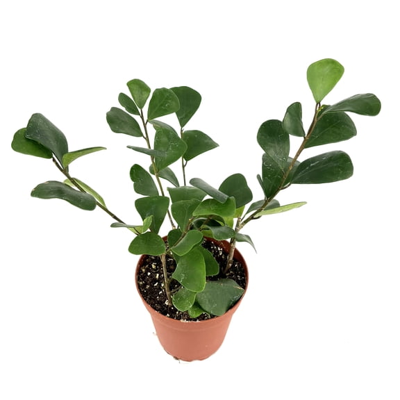 Ficus Triangularis Live Plants 4 in Pot, Triangle Shaped Leaves, Air Purifying