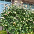 thumbnail image 3 of 4 Pack Metal Garden Trellis 86.7" x 19.7" Rustproof Trellis for Climbing Plants Outdoor Flower Support Black, 3 of 6