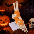 thumbnail image 7 of Vibeat Human Foot Joint Model with Ligaments, Human Anatomy Model, Foot Skeleton Model, 7 of 7