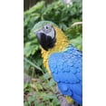 thumbnail image 4 of Estatua de Loro Azul y Amarillo Hi-Line Gift Ltd, 4 of 5