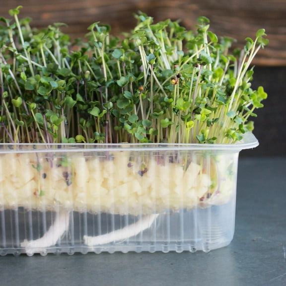 Re-usable Self-watering Microgreens Growing Tray - 10 Trays - 7" x 5.25" Grow Tray, 1.25" Deep - 2 Cup Water Reservoir Capacity - Use Soil or Hydroponic - Grow Micro Greens or Wheatgrass