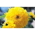 thumbnail image 2 of Teddy Bear Dwarf SunGold Sunflower Seeds - 50+ Non-GMO Heirloom Seeds, (Isla's Garden Seeds), Easy to Grow for Compact Gardens, Ideal for Pollinators & Bright Borders, 2 of 7