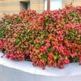 thumbnail image 2 of Nandina Firepower  2 Extra Large 3 Gallon Plants  Nandina Domestica 'Firepower'  Vibrant Foliage All Year  Easy to Grow, 2 of 6