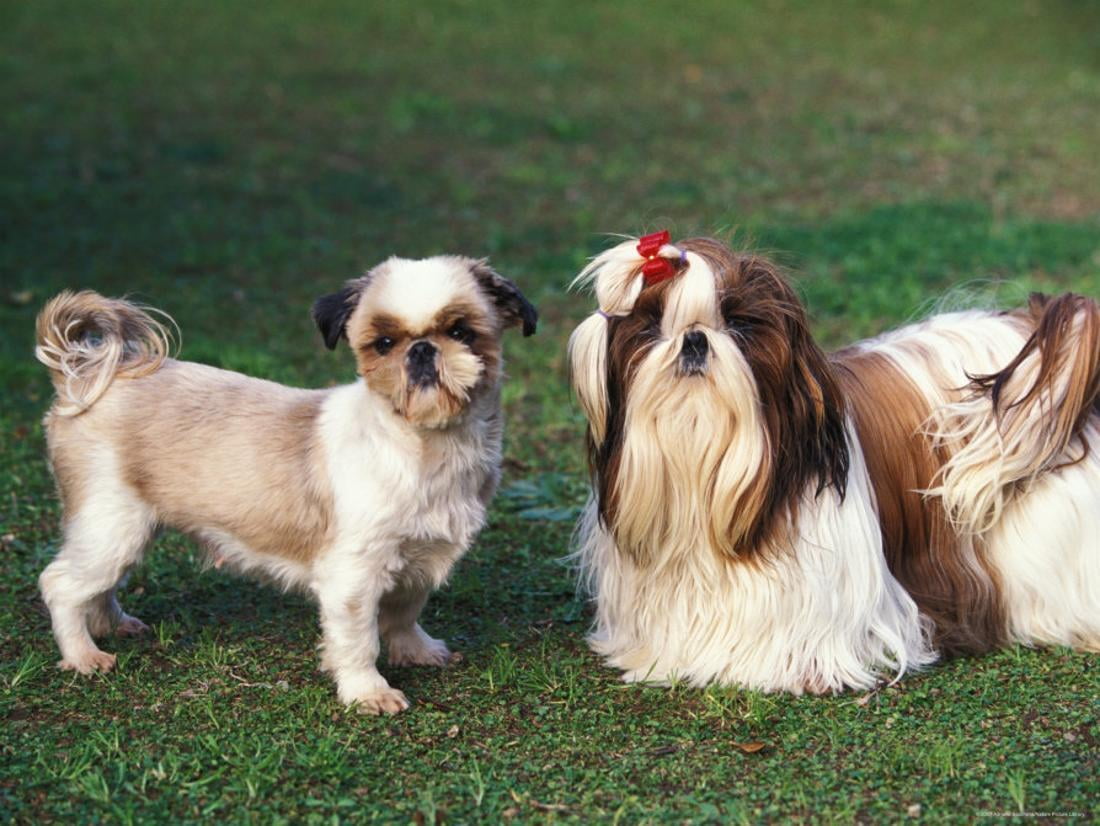 Two Shih Tzus One Has Been Clipped And The Other With Groomed