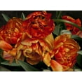 thumbnail image 2 of Perry, Rachel 24x19 Black Ornate Wood Framed with Double Matting Museum Art Print Titled - Old World Tulips I, 2 of 4