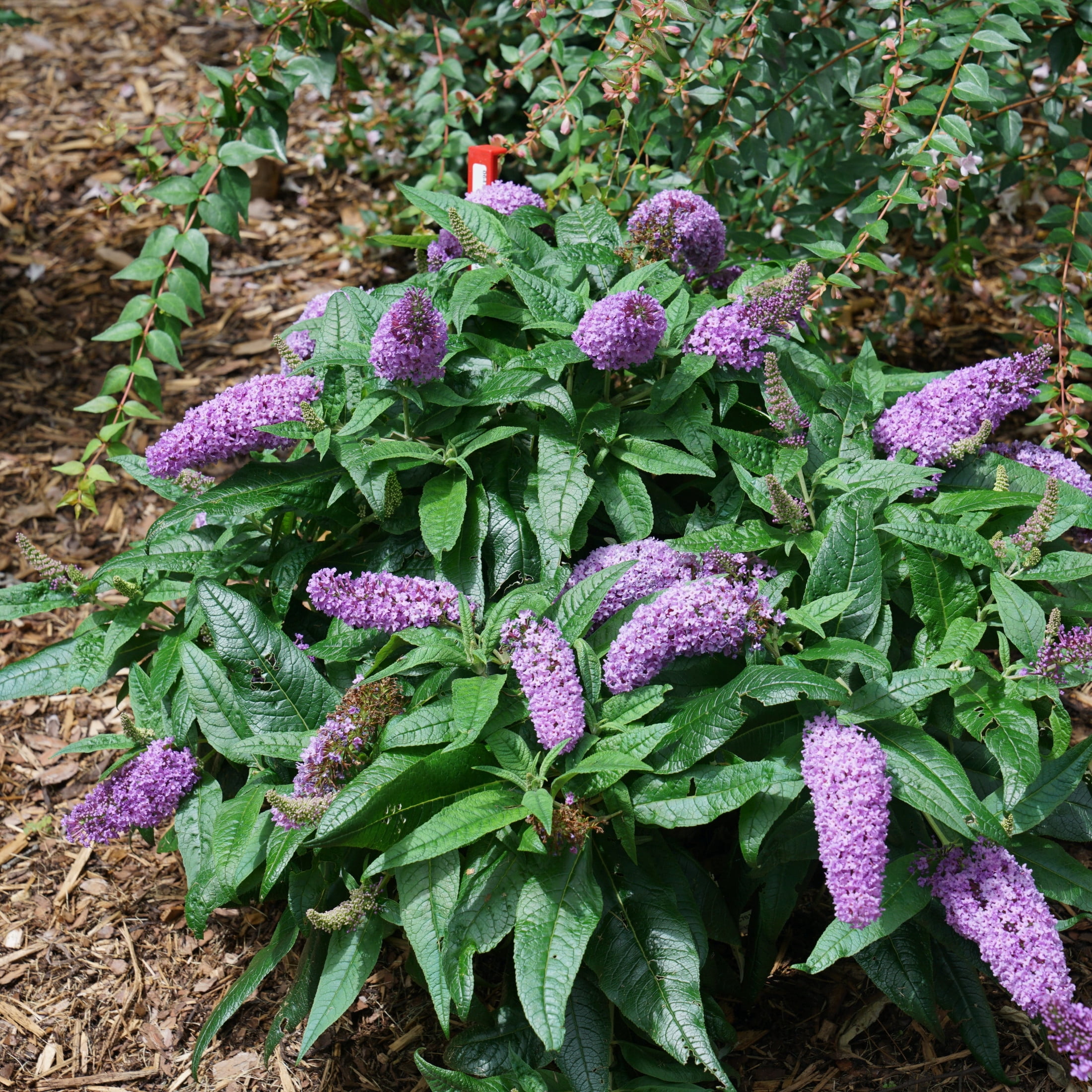 Proven Winners ColorChoice 5" Purple Pugster Amethyst Butterfly Bush Live Plant in 4.5" Pot (4 Count)