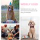thumbnail image 3 of unbranded 1Jgo Sombrero De Cumpleaños Para Perro Con Pañuelo Rosa Ajustable Y Cómodo Para Mascotas, 3 of 6