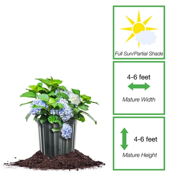 Perfect Plants Nikko Blue Hydrangea 1 Gallon