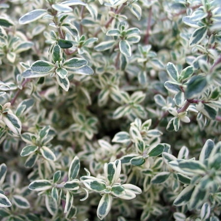 Silver Thyme Plant - 3