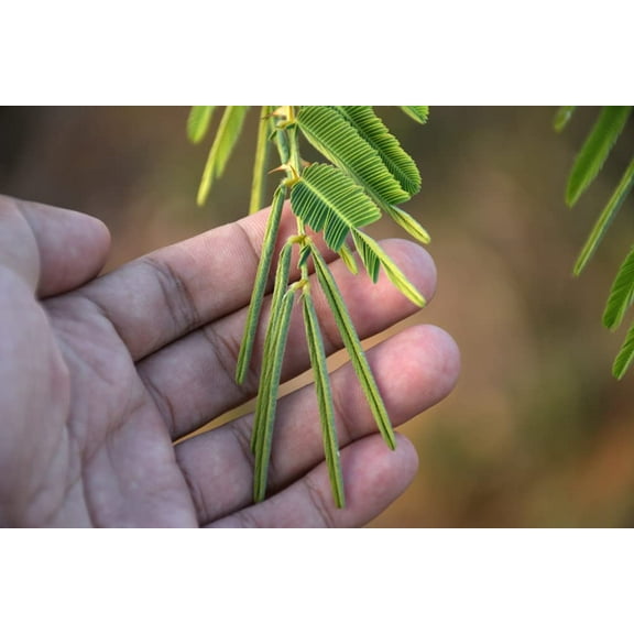 20 Sleeping Grass Seeds to Grow - Amazing Plant That Moves When Touched - Sensitive Plant