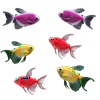 GloFish®Long-Fin White Skirt Tetra Sunset 6ct Live Fish Assortment