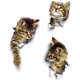 thumbnail image 1 of Pegatinas de pared de gato 3D, 3 unidades de pegatinas de pared, pegatinas de pared de combinación, pegatinas de baño, pegatinas impermeables para nevera, pegatinas de puerta, decoración de pared de c Afortunado Sencillez, 1 of 5