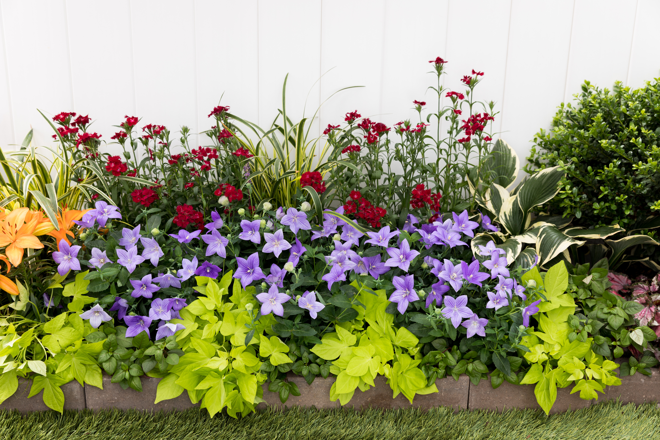 Better Homes & Gardens 1PT Green Ipomoea Live Annual Plant Sun 6-Pack