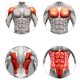 thumbnail image 5 of Fiudx Entrenador Abdominal, Juego de Rodillos de Doble Rueda, Rodilleras con Amortiguación, Equipo para Fortalecer El Core, Ideal para Gimnasio En Casa o En La Oficina, Fitness para Hombres y Mujeres, 5 of 6