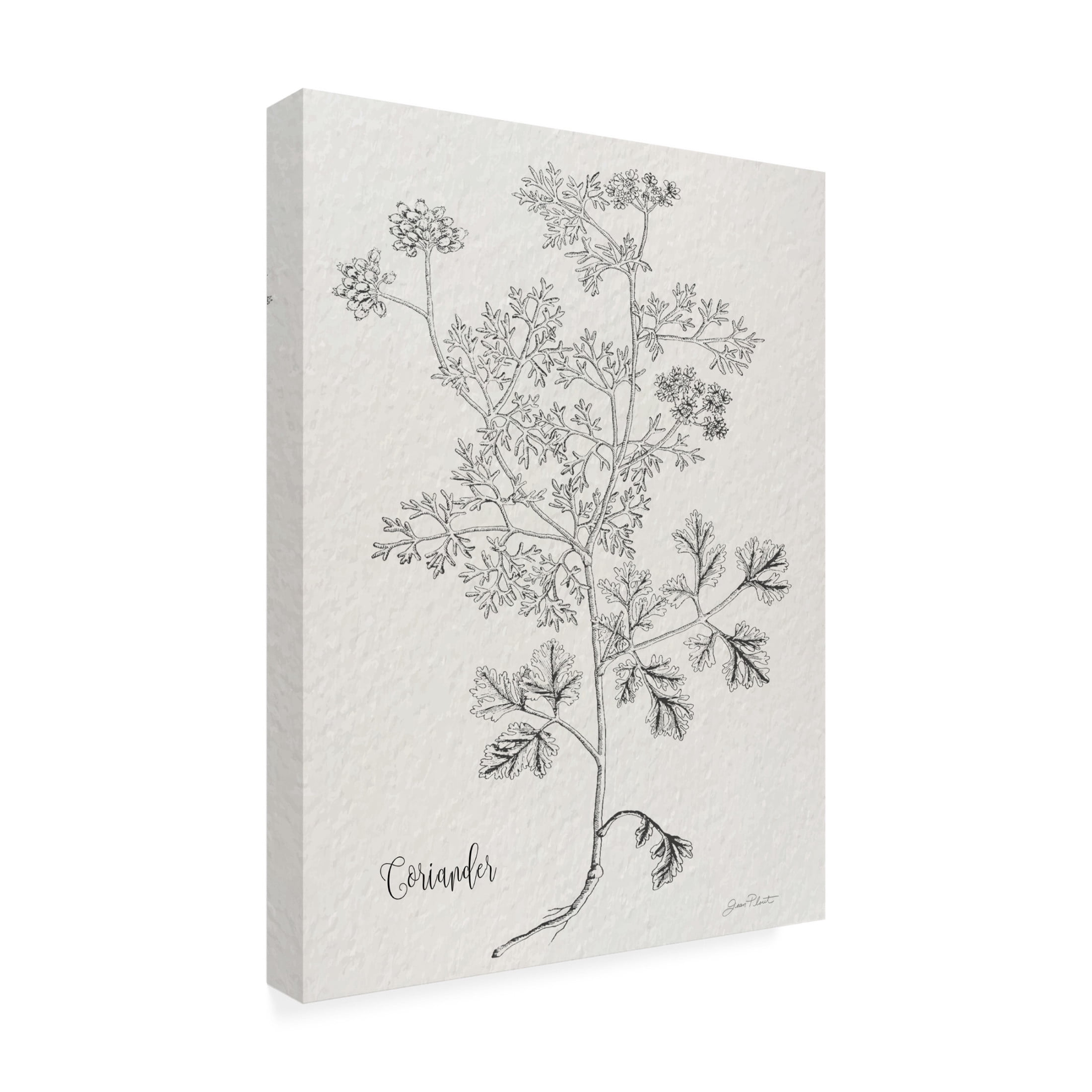 Canvas Wall Art - Jean Plout 'Botanical Studies on Paper A' Wall Art for Living Room, Bedroom, or Office Décor by Trademark Fine Art - 18 x 24 Inches