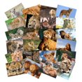 thumbnail image 2 of Paquete de pegatinas con temática de leones, 50 unidades, para amantes de la vida silvestre, 2 of 2
