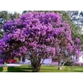thumbnail image 4 of Catawba Crape Myrtle Rich Purple Blooms  40 Live Plants  Drought & Heat Tolerant, Ideal for Year-Round Garden Beauty, 4 of 7