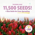 thumbnail image 6 of Back to the Roots Organic Crimson Clover Cover Crop Seeds, covers ~250 sq. ft., 6 of 11