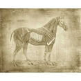 thumbnail image 2 of Murdock, Ramona 24x20 White Modern Wood Framed Museum Art Print Titled - Horse Anatomy 401, 2 of 4