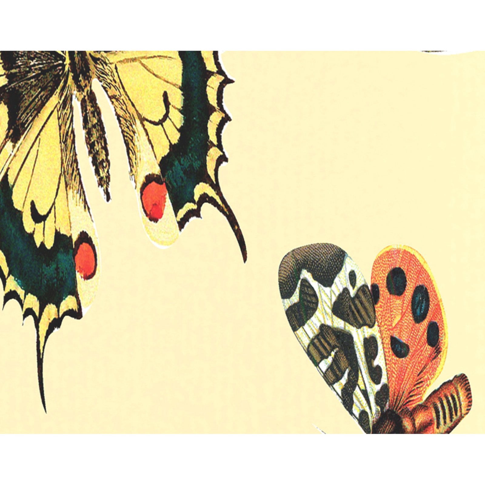 Simply Daisy 18" x 30" Butterflies Animal Print Kitchen Towel
