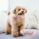 thumbnail image 5 of 1Cute pet collar pinks lace bow beaded cats collar bells pet collar flower soft adjustable cats collar, 5 of 6