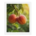 thumbnail image 5 of Paint By Numbers Kit for Adults Beginner - DIY Two Ripe Peaches On Tree Canvas Painting Kits for Adults, Frameless Paint By Number for Adults for Home Wall Decor 16x20 Inch, 5 of 7
