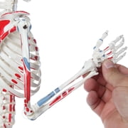 Axis Scientific Mini Human Skeleton Model with Metal Stand - 31 Tall, Painted and Numbered Muscle Insertion and Origin Points - Includes Detailed Product Manual,