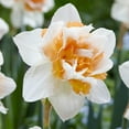 thumbnail image 1 of TASC Flower Bulbs- Narcissus  Replete (10 Bulbes), 1 of 1