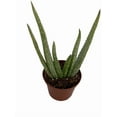 thumbnail image 2 of Aloe Vera in 2.5" Pot - Medicine Plant/Burn Plant/Miracle Plant, 2 of 4