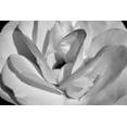 thumbnail image 2 of Brian Moore 14x11 White Modern Wood Framed Wall Art Titled - Macro Flower I, 2 of 5