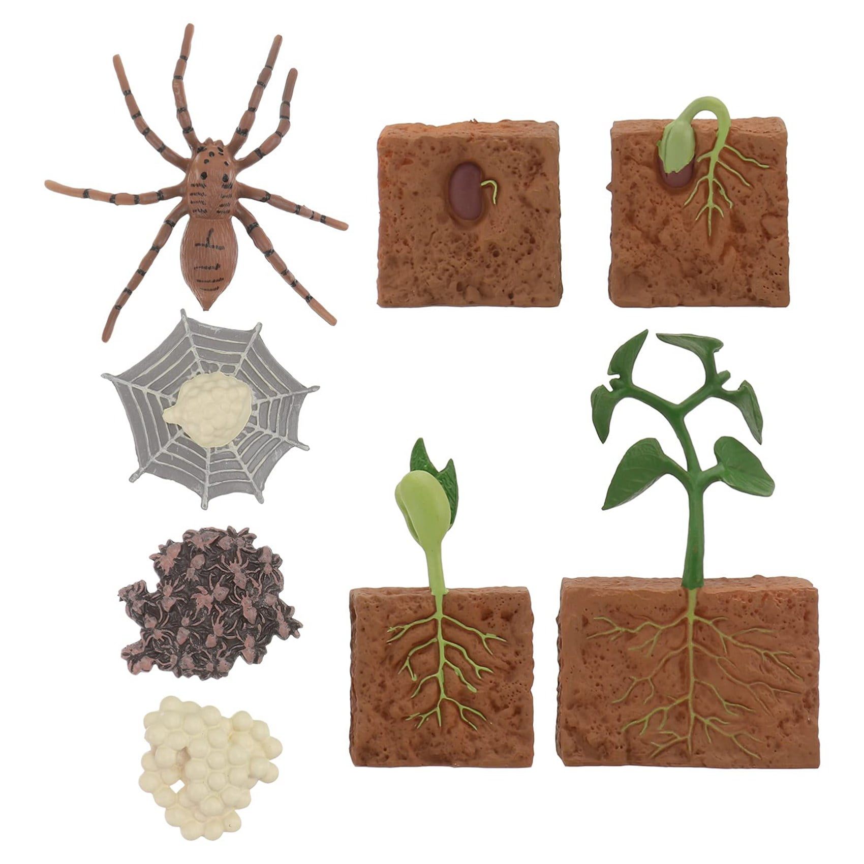 8 Pcs Spider Growth Cycle Animal Growth Cycle Biological Model Toys