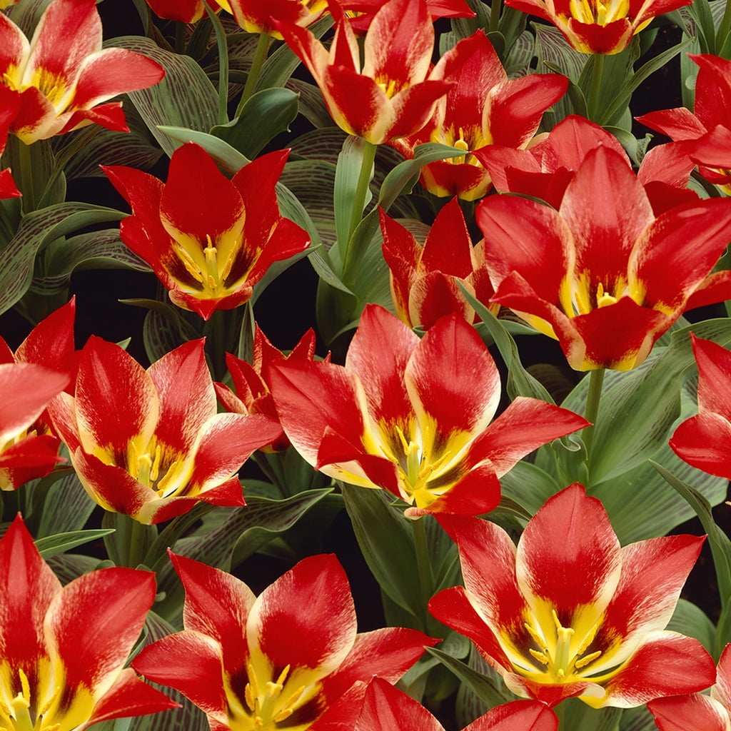Van Zyverden Tulips Plaisir Set of 12 Bulbs Multi-Color Part Sun