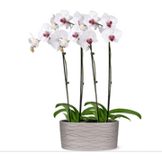 Just Add Ice 16-30" White and Purple Premium Orchid Duo Live Plants in 10" Silver Ceramic Planter, House Plant