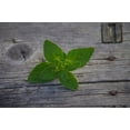 thumbnail image 5 of Oregano Vulgare Herb Seeds/ Perennial/Full Sun/8K Seeds 1/2 Gram/Zellajake Farm and Garden - B193, 5 of 5