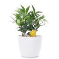 thumbnail image 5 of Soil Moisture Meter Watering Alarm Bird Plant Water Tester Hygrometer Sensor Gardening Tool Kit for, 5 of 5