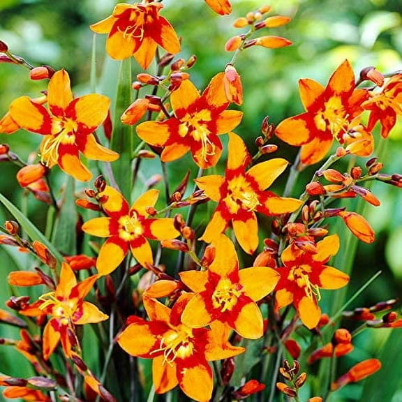 Emily McKenzie Crocosmia Flower Bulbs - 5 Bulbs per Pack - Bold Vibrant Blooms - Easy to Grow Live Plants - Outdoor Garden