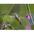 thumbnail image 2 of Fitzharris, Tim 32x26 Black Ornate Wood Framed with Double Matting Museum Art Print Titled - Rufous Tailed Hummingbird, 2 of 4