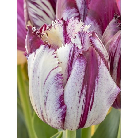 Wooden Shoe Tulip Tulip bloom, Wooden Shoe tulip farm, Woodburn, Oregon. Print Wall Art By William Sutton ()