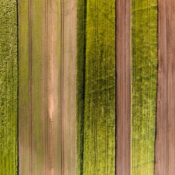 Marmont Hill "Crop Rows" by Karolis Janulis Painting Print on Wrapped Canvas