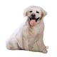 thumbnail image 5 of Almohada para dormir con forma de animal, juguete divertido de peluche para regalar Labrador, 5 of 9