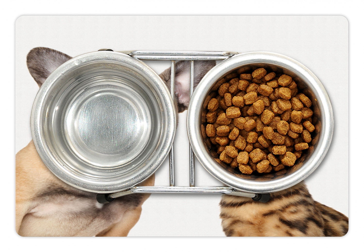 Why Does My Dog Stare At Her Food