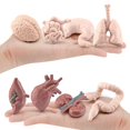thumbnail image 2 of Human Body Organs Model Educational Organs Anatomy Model with Heart Brain Stomach Lung Kidney Liver Small/Large Intestine Simulation Organ Learning Tool for Over 3 Years Old Kids, 2 of 10
