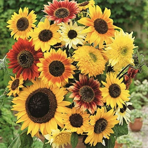 Here Comes The Sun Sunflower Seeds Mix - 200  Seeds - Made in USA