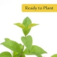 thumbnail image 4 of 3 Japanese Privet in 2.5" Nursery Cubes | Ligustrum japonicum | Evergreen Shrub for Hedges, Screens & Borders | Ready-to-Plant & Easy-to-Grow Outdoor Live Starter Plants, 4 of 6