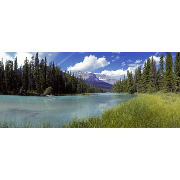 Pine trees on Athabasca Riverbank with mountains in the background, Canadian Rockies, Jasper National Park, Alberta, Canada Poster Print (29 x 12)