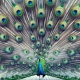 thumbnail image 6 of PIKWEEK Beautiful Peacock Outdoor Picnic Camping and Indoor Kitchen Dining Party Round Tablecloth White, 6 of 8