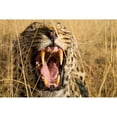 thumbnail image 3 of Jimmyz 14x11 Black Modern Framed Museum Art Print Titled - Leopard Growl, 3 of 5